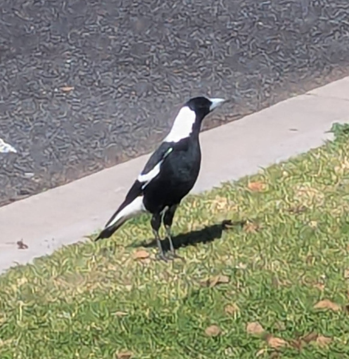 The Magpie as Messenger: Bird Lore in Australian Magic